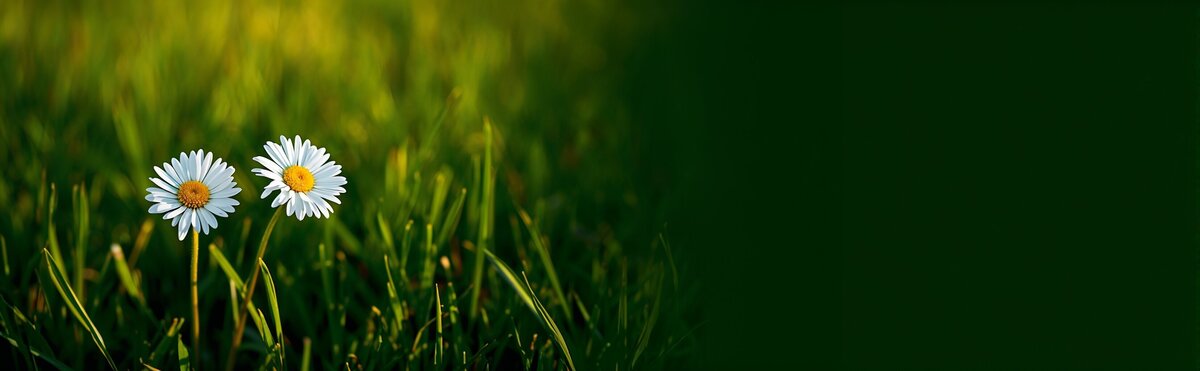 Citations et proverbes sur l'amitié