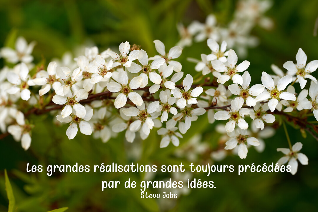 Une branche couverte de petites fleurs blanches à cinq pétales, sur un fond vert naturel et flou, illustrant une citation inspirante.