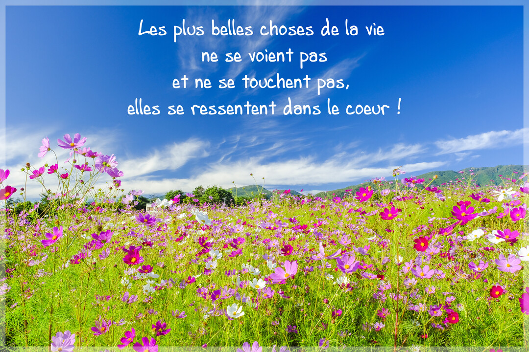 Une citation sur la vie est écrite dans un ciel bleu au-dessus d'un champ verdoyant rempli de fleurs de cosmos roses et blanches.