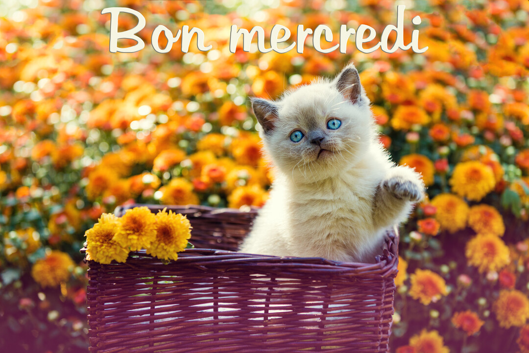 Un jeune chaton de type siamois aux yeux bleus est assis dans un panier tressé, avec un parterre de fleurs oranges en arrière-plan.