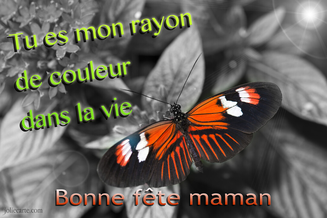 Un papillon aux ailes orange et noires, en couleur, se pose sur des fleurs, sur un arrière-plan photographique en noir et blanc.