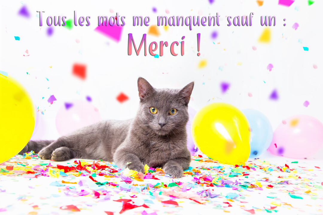Un chat gris au regard doux est allongé sur un sol blanc couvert de confettis multicolores, entouré de ballons de fête jaunes, roses et bleus.