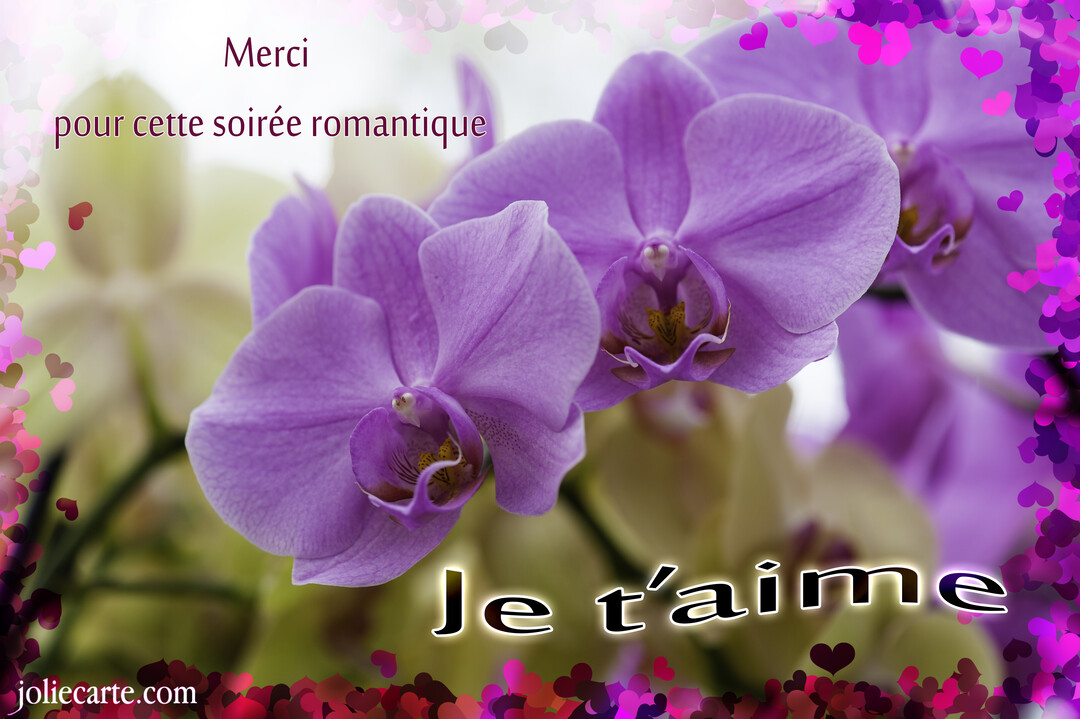 Gros plan sur des orchidées violettes, encadrées de cœurs, avec le texte superposé 'Merci pour cette soirée romantique. Je t'aime'.