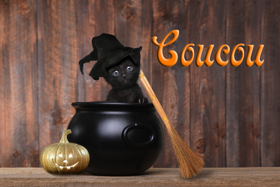 Un chaton noir coiffé d'un chapeau de sorcière surgit d'un chaudron, à côté d'une citrouille dorée et d'un balai, sur fond de bois.