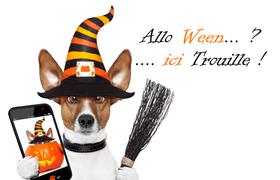 Un chien Jack Russell coiffé d'un chapeau de sorcière à rayures orange et noires tient un balai et un smartphone, sur un fond blanc.