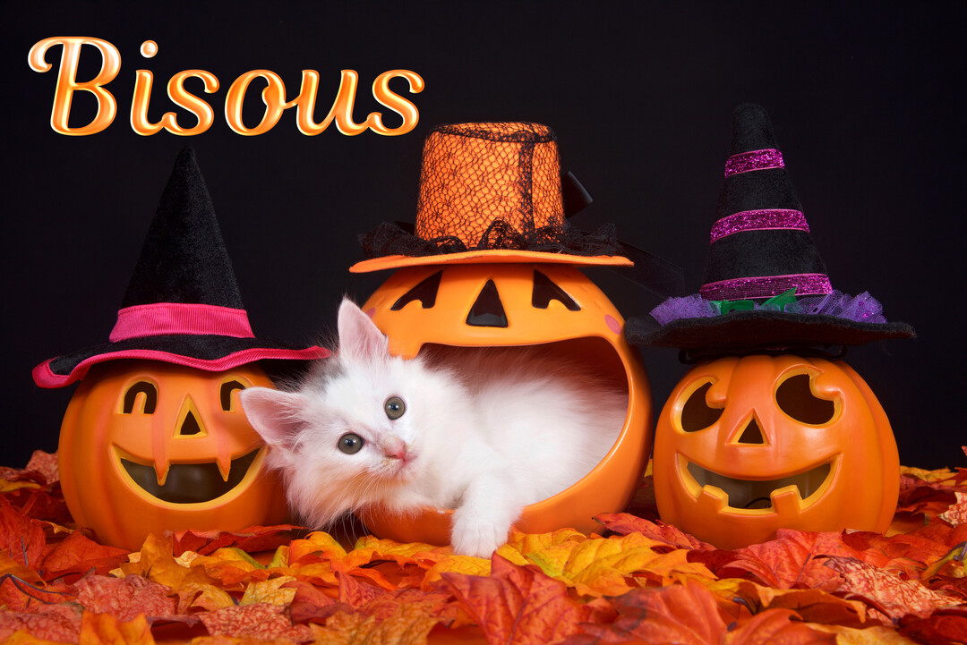 Un chaton blanc est niché dans une citrouille décorative d'Halloween, flanqué de deux autres citrouilles coiffées de chapeaux, sur un lit de feuilles.