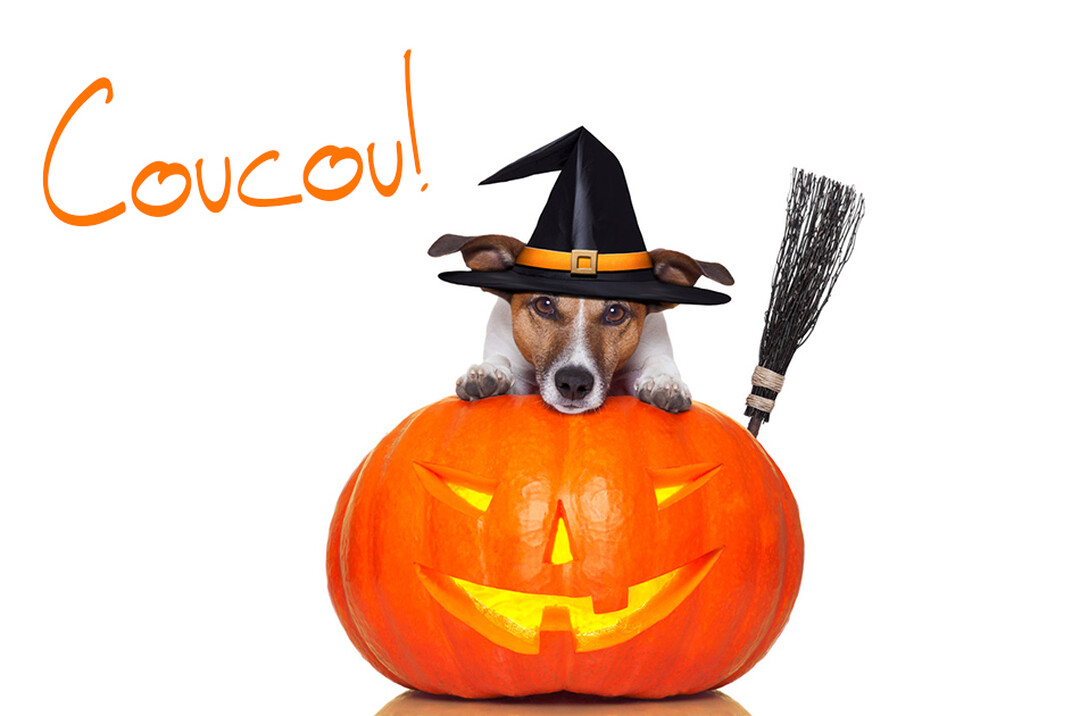 Un petit chien coiffé d'un chapeau de sorcière noir pose ses pattes sur une citrouille illuminée, avec un balai à ses côtés.