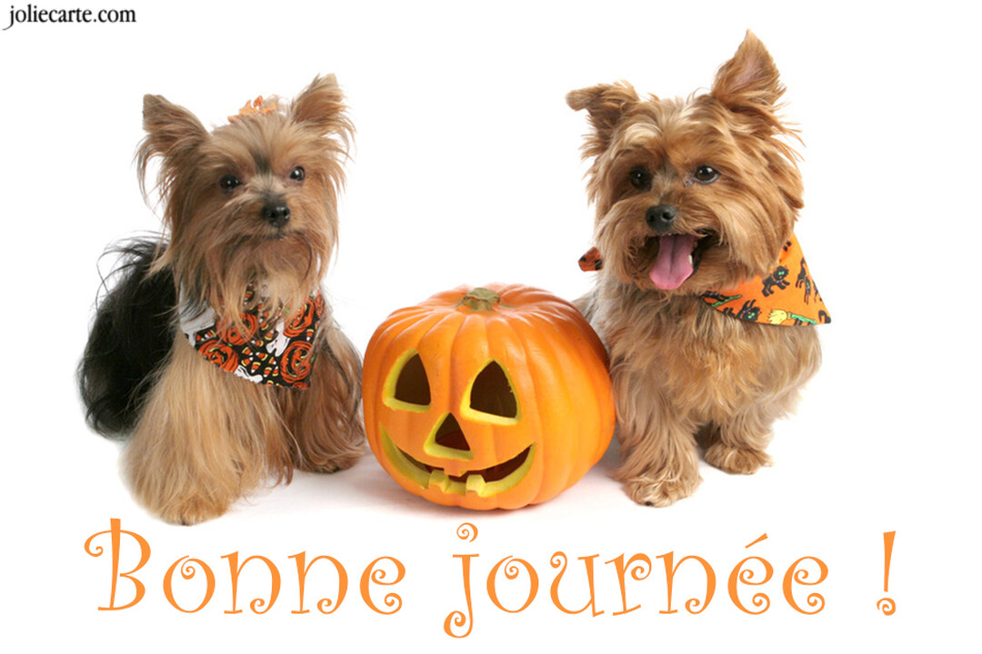 Deux petits chiens Yorkshire Terriers avec des bandanas d'Halloween sont assis de chaque côté d'une citrouille sculptée sur un fond blanc.