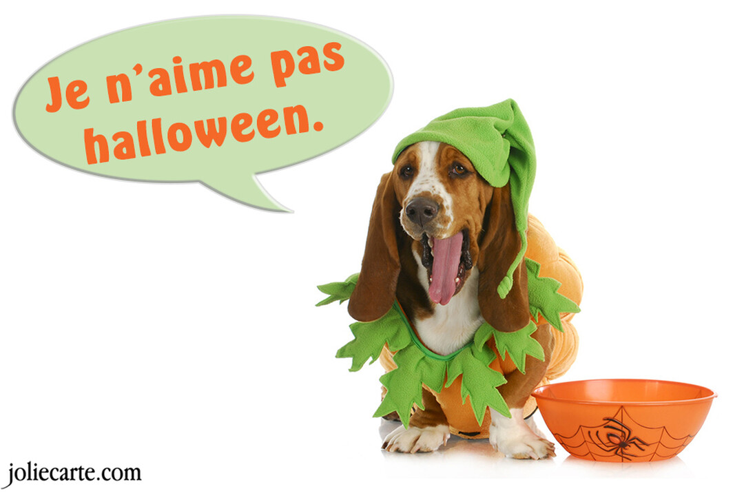 Un chien Basset Hound fatigué, portant un costume de citrouille, est assis à côté d'un bol d'Halloween sur un fond blanc.