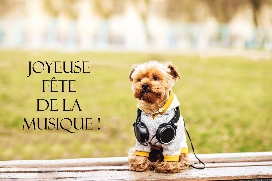 Un petit chien Yorkshire Terrier habillé d'un sweat à capuche gris est assis sur un banc en bois avec un casque audio noir autour du cou.