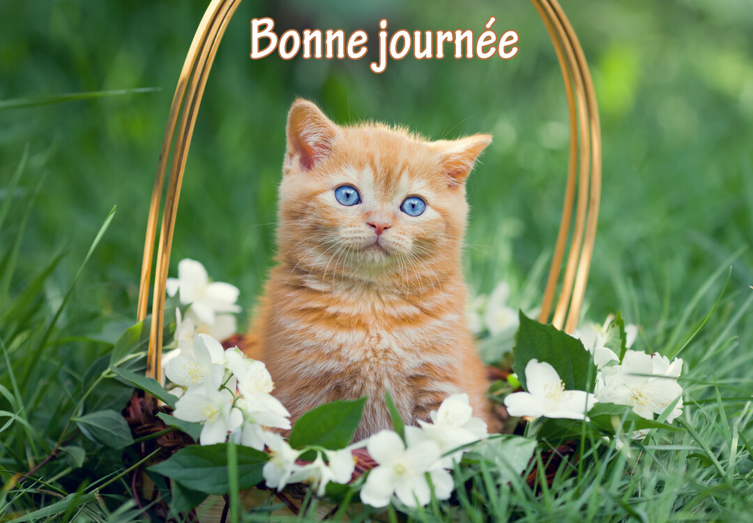 Un jeune chaton roux aux yeux bleus est assis dans un panier en osier entouré de fleurs de jasmin blanches, sur un fond d'herbe verte.