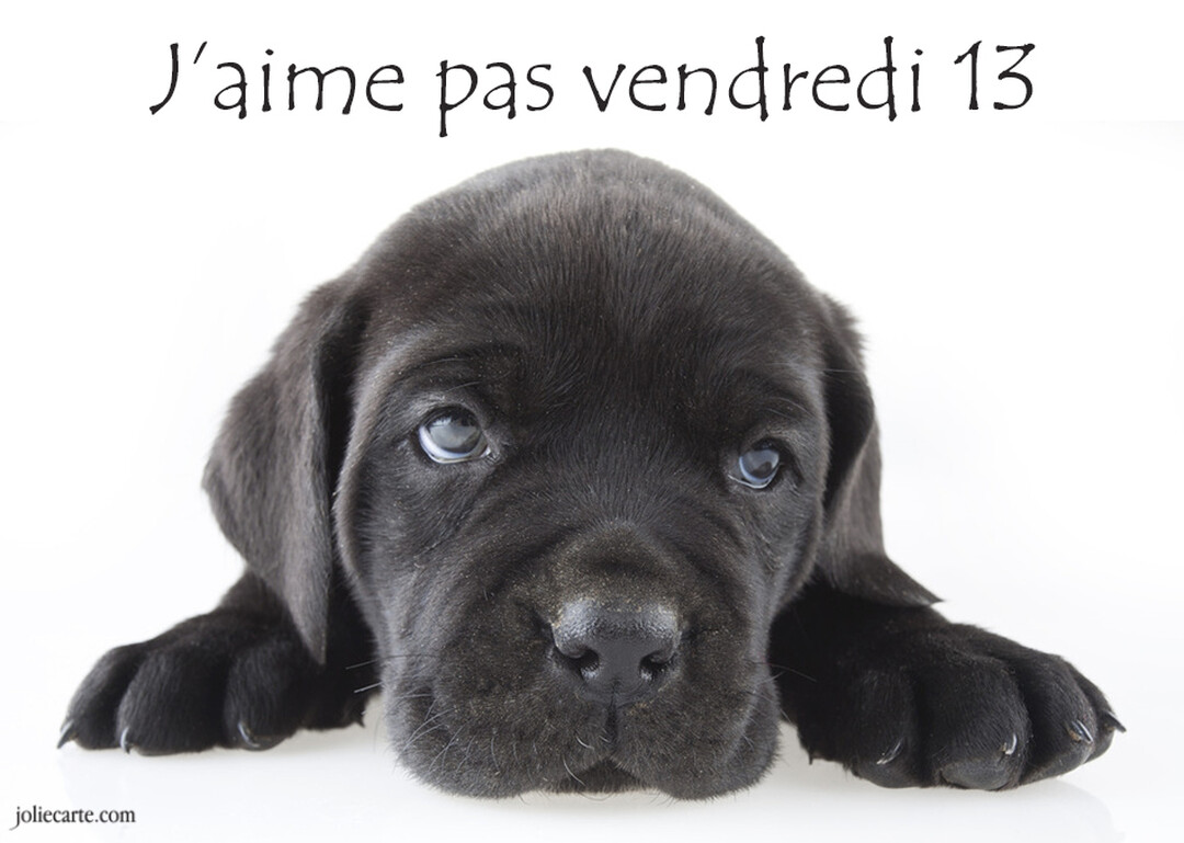 Un adorable chiot noir est couché sur fond blanc, regardant la caméra avec de grands yeux tristes, sous le texte 'J'aime pas vendredi 13'.