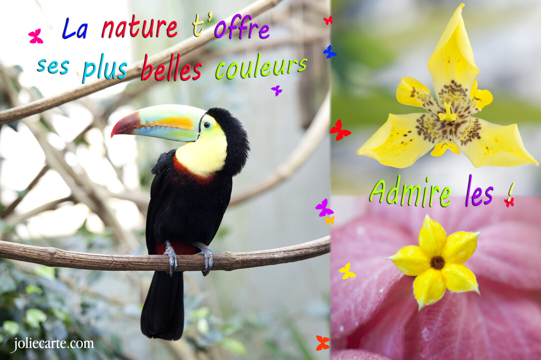 Un montage visuel avec, à gauche, un toucan noir et jaune sur une branche, et à droite, des gros plans de fleurs colorées.