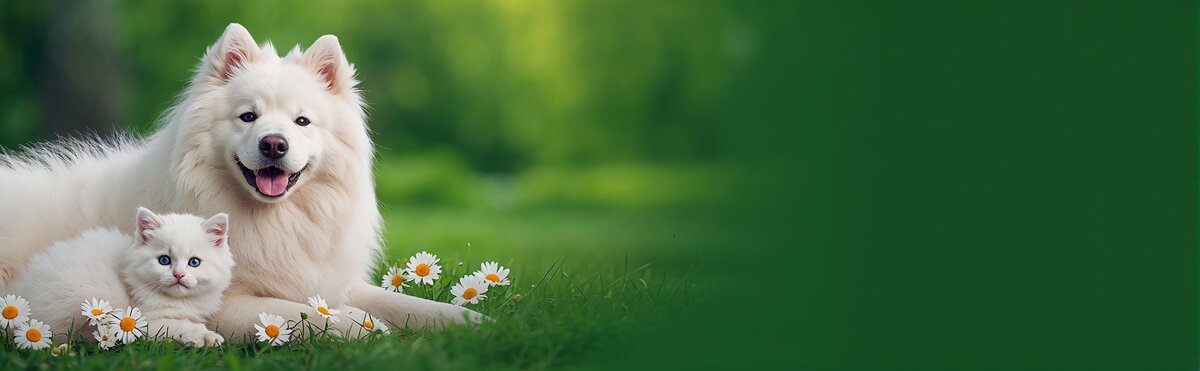 Cartes drôles et humoristiques gratuites